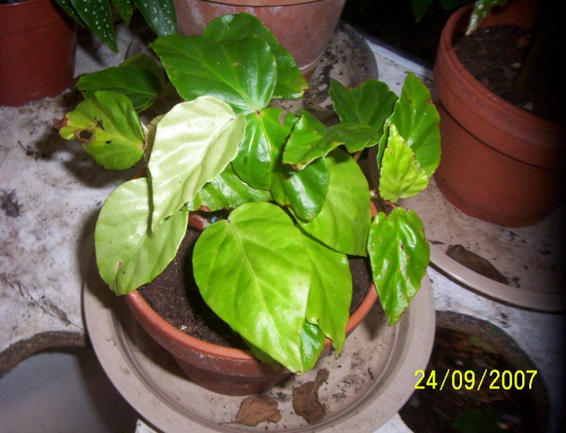 begonias Photo_22