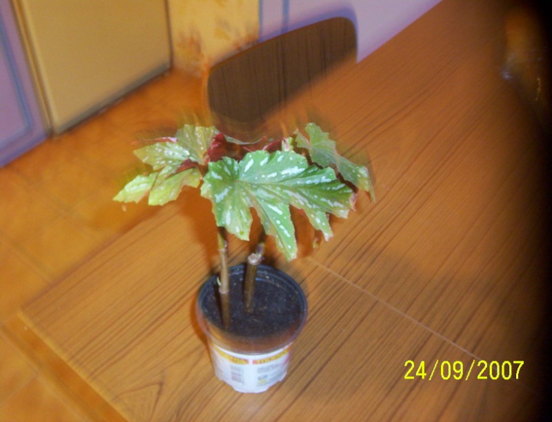 begonias Photo_26