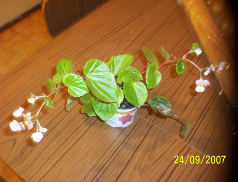 begonias Photo_27