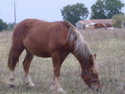 vos chevaux, et autres bbettes  poil, plume ou caille ! 12499810