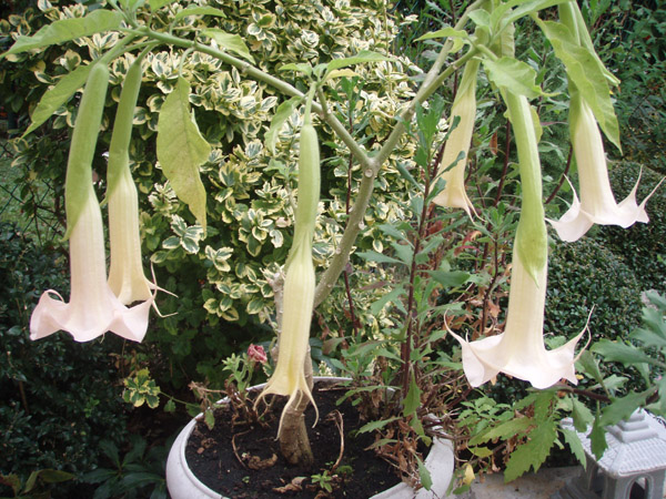 les premires fleurs de mon brumensia Brug0711