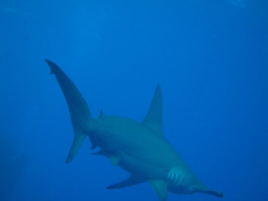 Plongée en mer Rouge Requin12