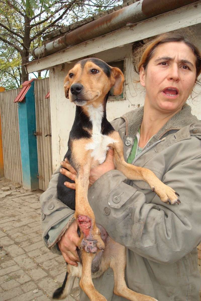 chien serbe handicap 6 mois Dsc00310