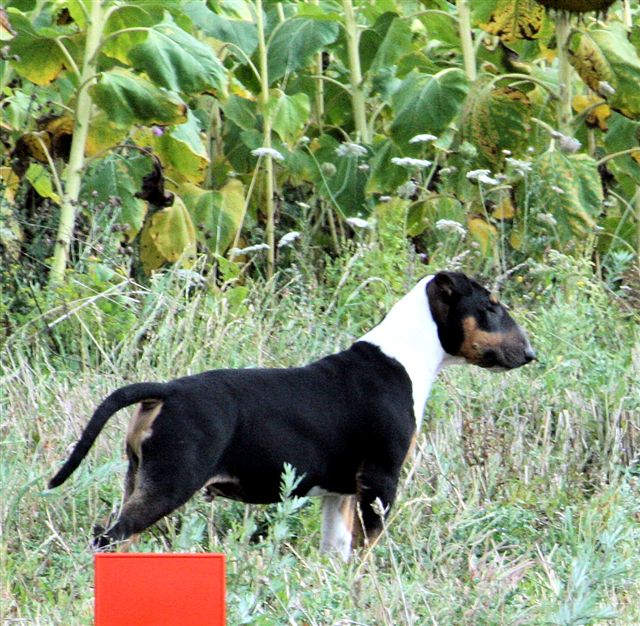 Lily & Charming (nominoë trico gang) en ballade ;) Img_1410