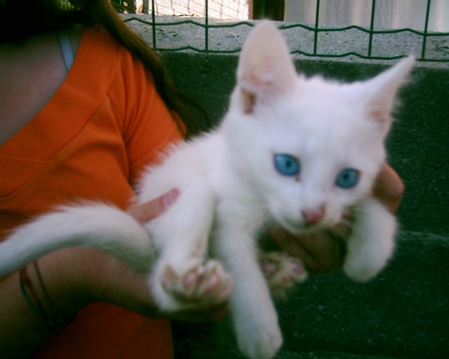 Hanoi chaton blanc yeux bleu 2 mois Dsci0330