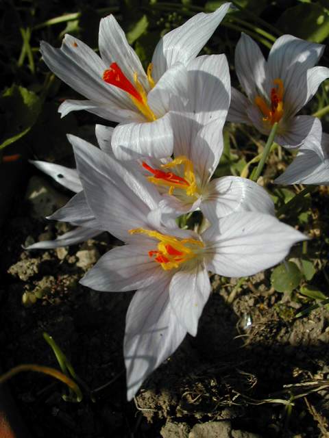 Crocus cancellatus ssp cancellatus Dscn8012