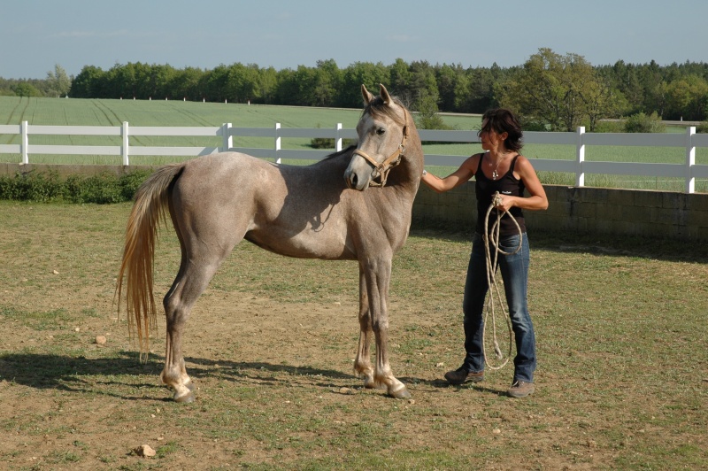 a vendre poulain 3 ans pur egyptien Chev2010