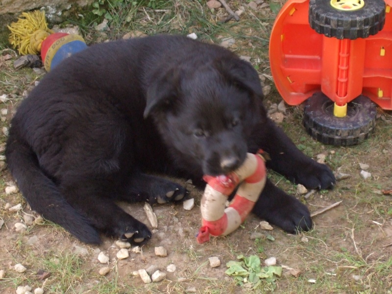 chiots berger allemand noir et noir et feu - Page 6 Dscf0120