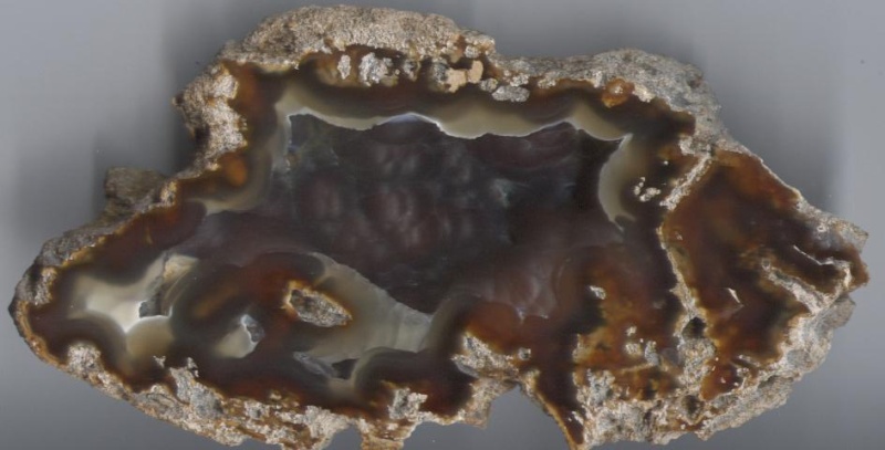 Corail fossile Calced10