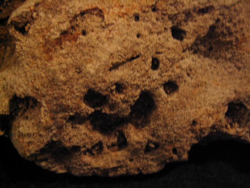 Corail fossile Corail11