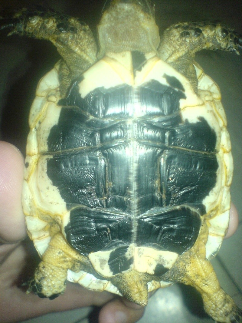 identif d'une tortue please Dsc00111