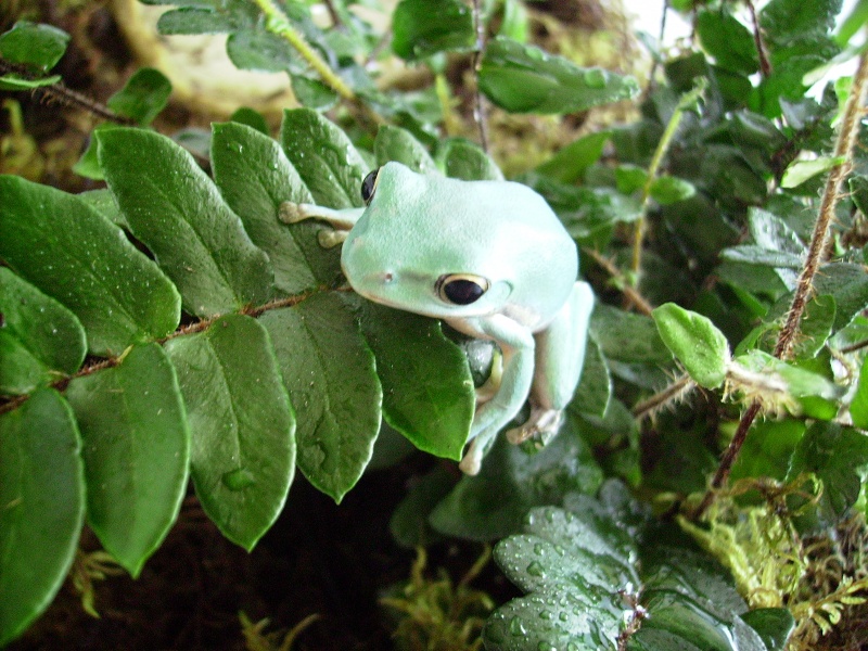 Nouvelle Rhacophorus dennysii Photo_14