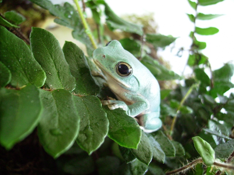 Nouvelle Rhacophorus dennysii Photo_17