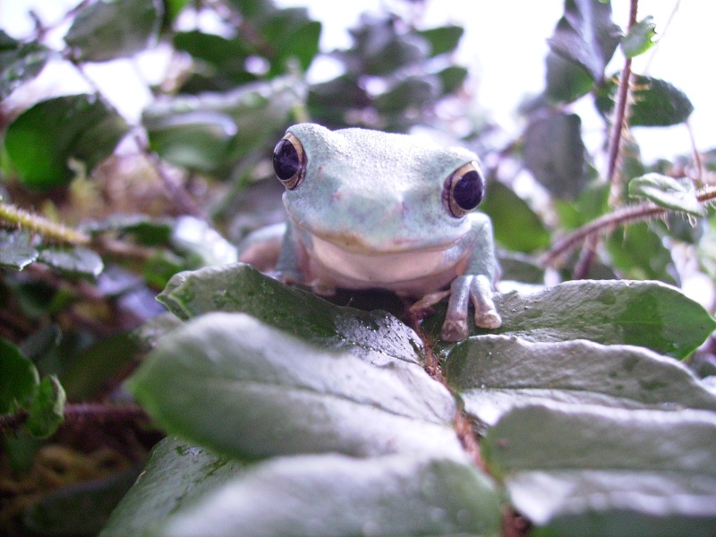 Nouvelle Rhacophorus dennysii Photo_18