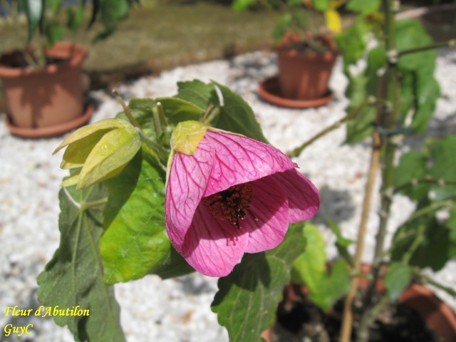 Abutilon 15_00610