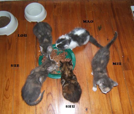 5 adorables chatons de 1 mois et demi en RP ! Chaton10