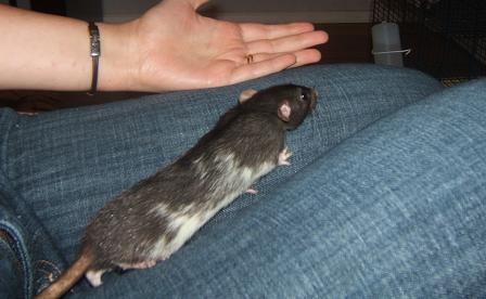 Sauvetage de 4 petites ratouilles (RP) Rattes12