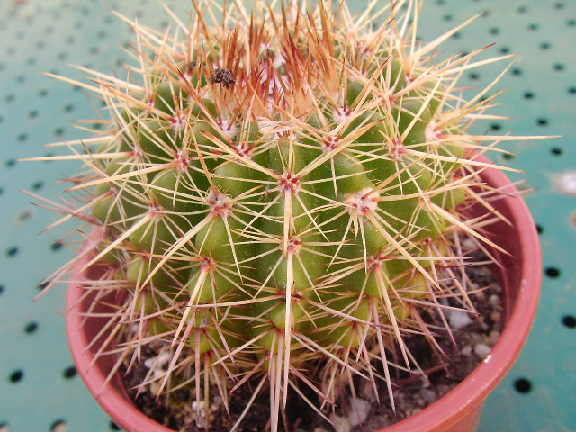 Echinocactus grusonii 01911