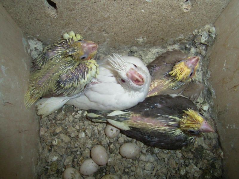 Naissance de 4 calopsittes