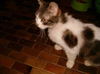 Halva (Grenadine), pauvre chatte victime de la rue Hpim3411