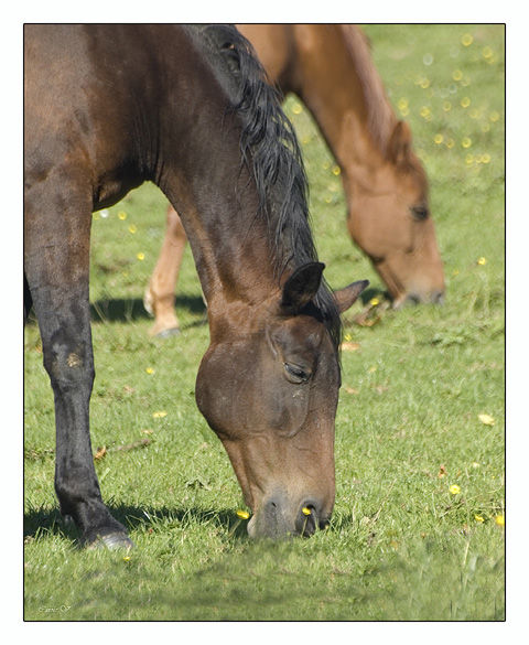 Chevaux Chevau10