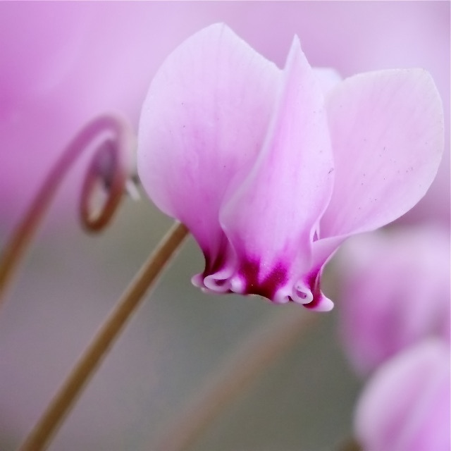 Cyclamen P1060610