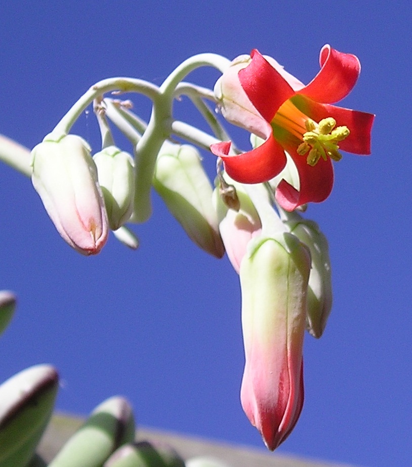 [ Cotyledon orbiculata v. oophylla ]  en fleur Coty_f10