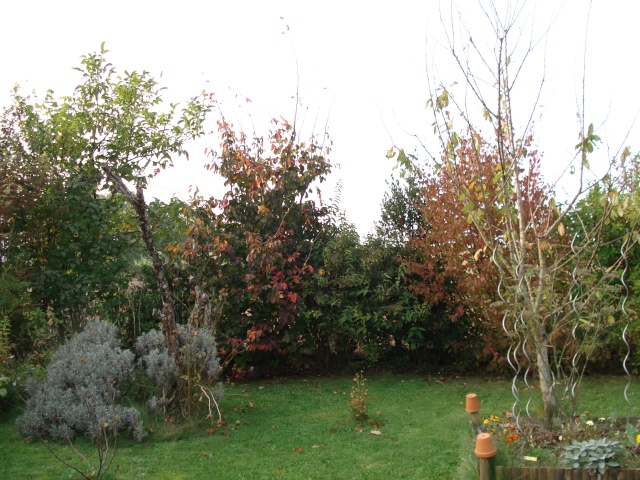le jardin de Giroflee - Page 6 Jardin24