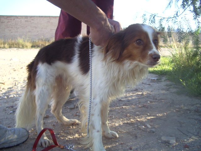 Douglas, 2 ans et demi, croisé papillon (Tabanac) 27-9-010