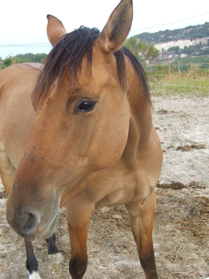 Mes chevaux Orphe10