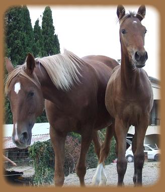 Mes chevaux Tanita11