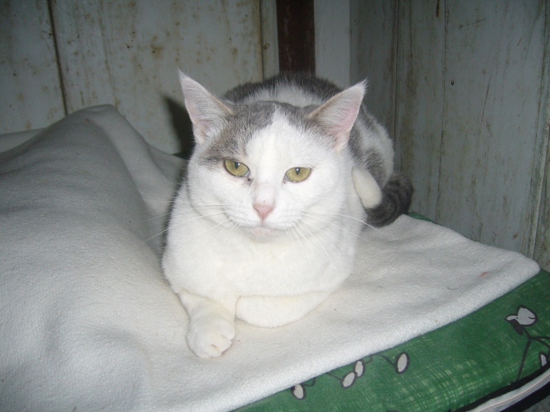 Bouledesuif, belle chatte blanche et grise, 15 mois Bouled12