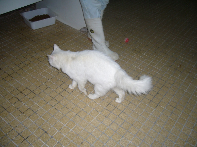 Lotus, chat tout blanc poils mi-longs, à peine 2 ans Lotus_10