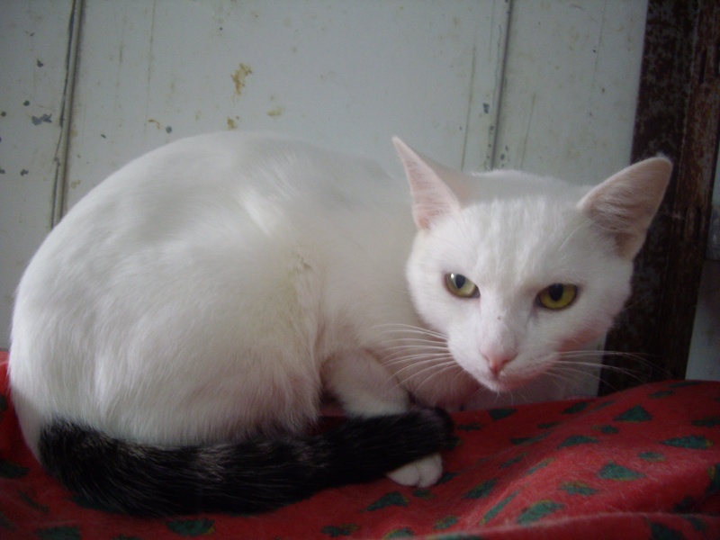 Tigreblanc, chat de 10 mois tout blanc et queue tigrée Tigreb10