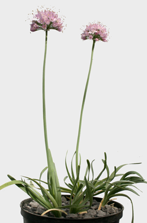 Allium senescens Img_0910