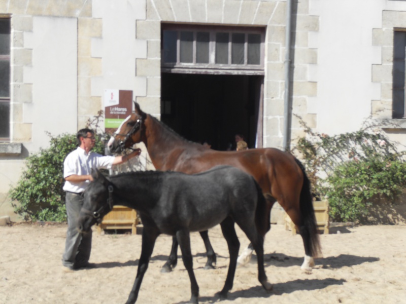 chevaux du monde au haras de la Roche sur yon [85] le 19/09/10 Sdc10714