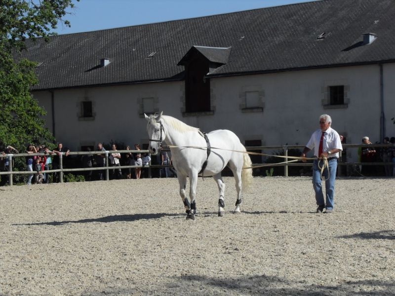 chevaux du monde au haras de la Roche sur yon [85] le 19/09/10 Sdc10811