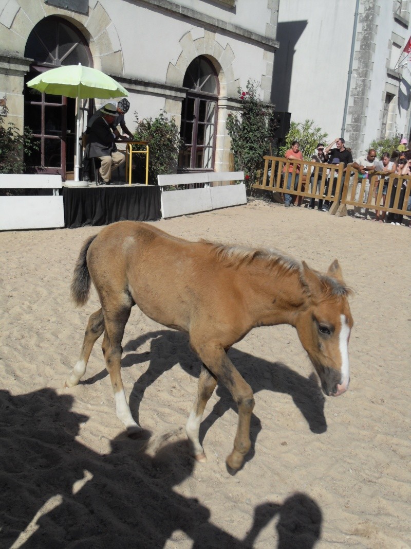 chevaux du monde au haras de la Roche sur yon [85] le 19/09/10 Sdc10816
