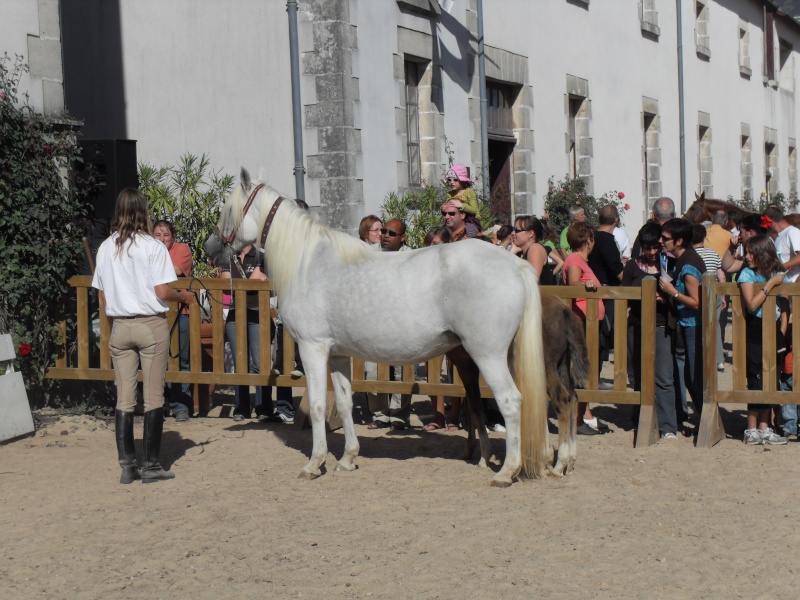 chevaux du monde au haras de la Roche sur yon [85] le 19/09/10 Sdc10817