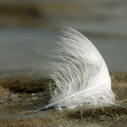 Les plumes et la magie Plume10