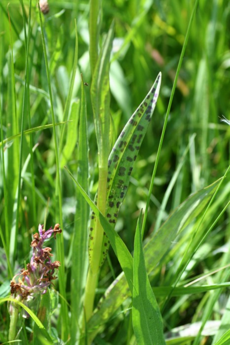 maculata et ericetorum Img_0811