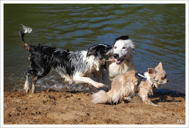 Farwest, Chiroky, Dakota et Ewok le chichi B2010