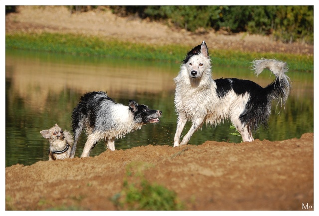 Farwest, Chiroky, Dakota et Ewok le chichi B2710