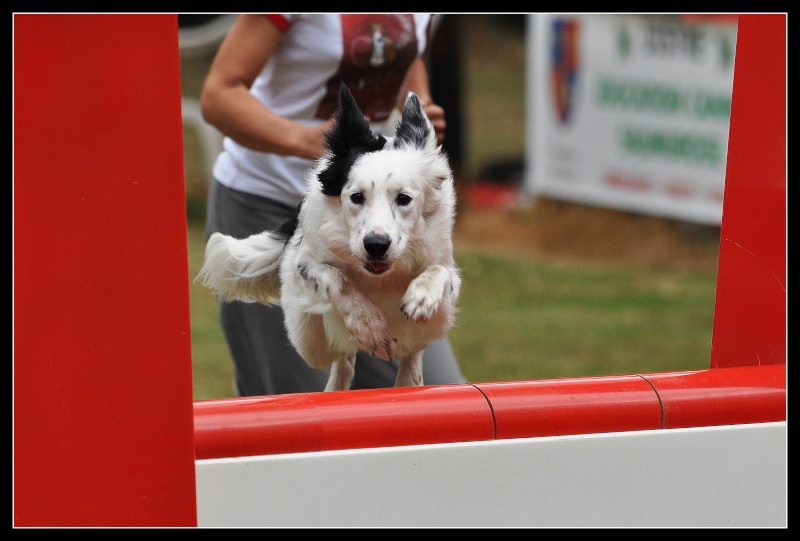  Reprise concours agility avec Dakota Retouc11