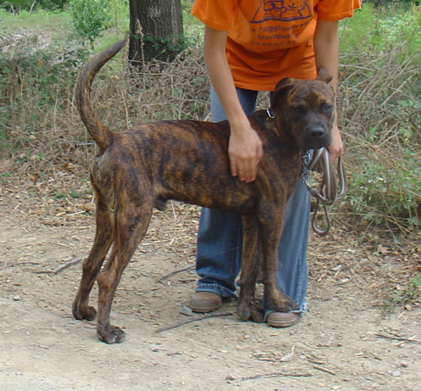 Sherkhane, croisé boxer mâle de 7 mois 6176610