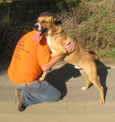 Bibull croisé Boxer mâle 18 mois Bibull11