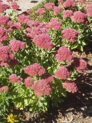 Les derniers petits achats de Flore Sedum-10