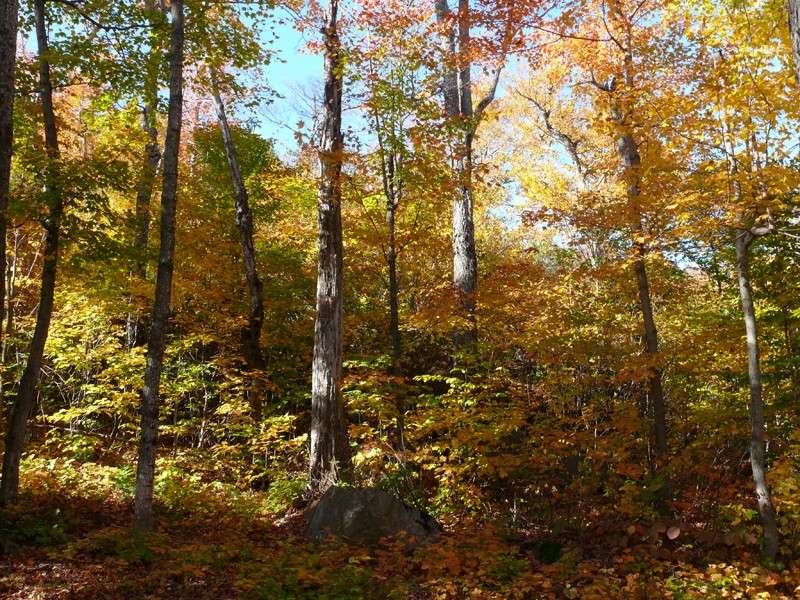 Couleurs d'automne canadien P1010210