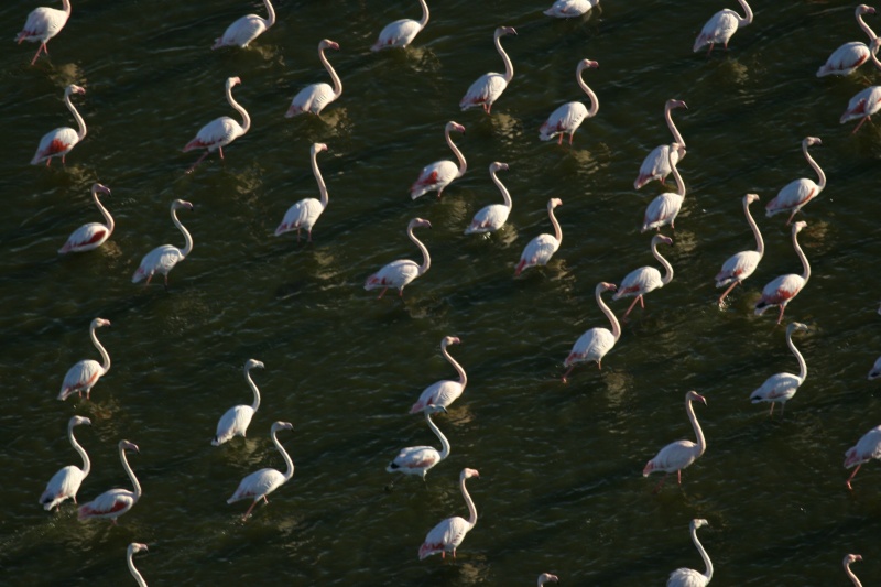 LA CAMARGUE.... Img_0710