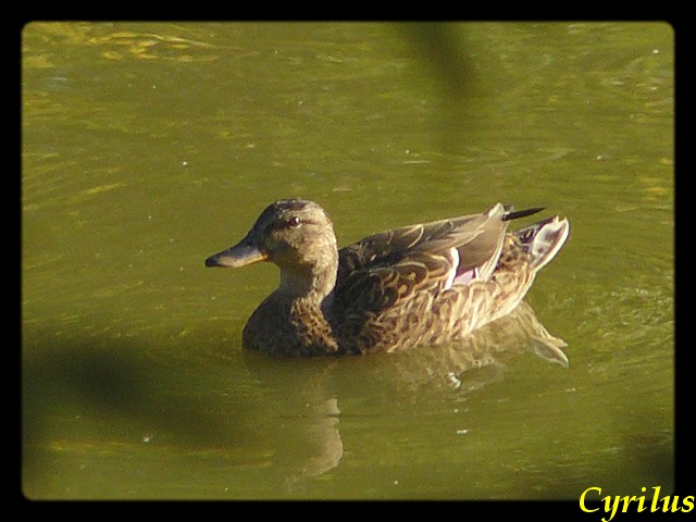 photo animaliere Canard15